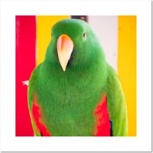 Male Eclectus Parrot (North East Australia) Posters and Art